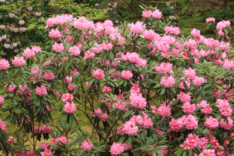 シャクナゲ（例年の見頃：4月中旬～下旬）