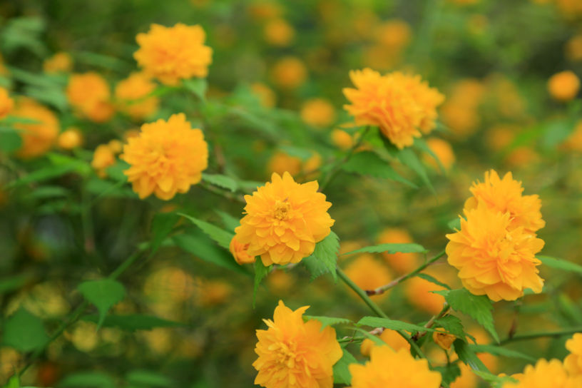 山吹（例年の見頃：4月中旬～5月上旬）