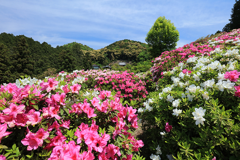 三室戸寺