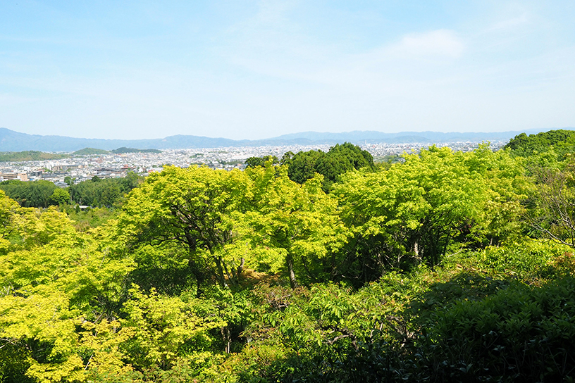 「月香亭」からの眺め。一面に爽やかな新緑が広がります。