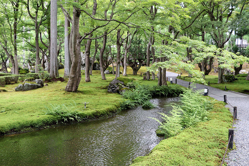 青もみじに苔、川のせせらぎという癒しの空間
