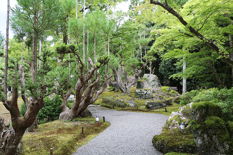 力強さを感じる北山台杉
