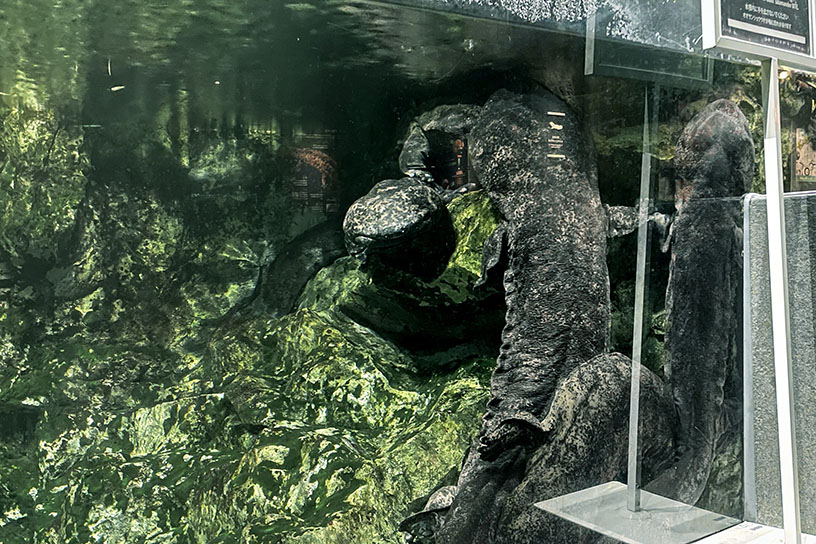 水槽の隅に集まるオオサンショウウオ