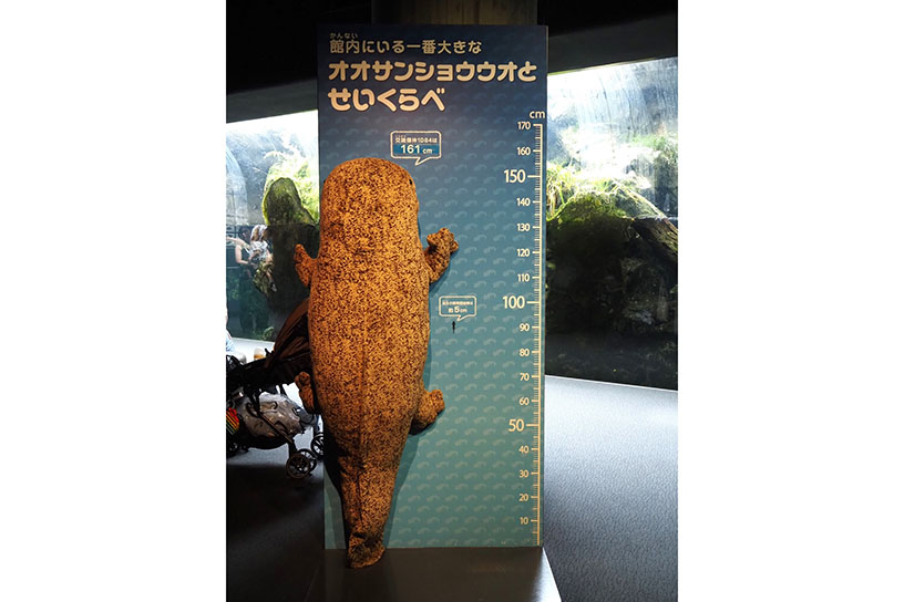 実際に飼育されているサイズのオオサンショウウオ。背比べすると、大きさにびっくり！
