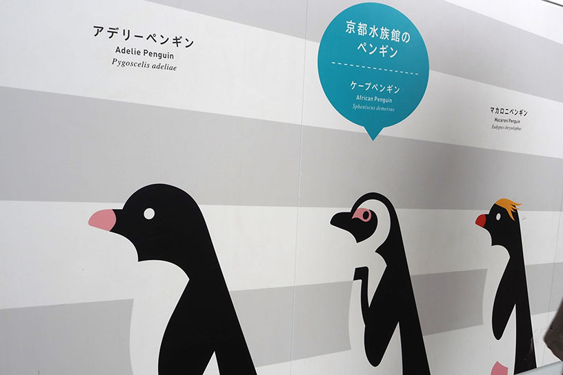 京都水族館のペンギンはみんなケープペンギン