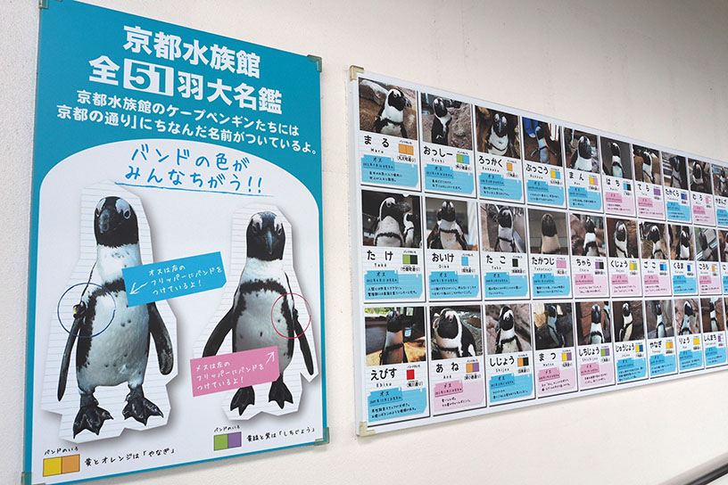全羽の写真と名前を紹介するパネル