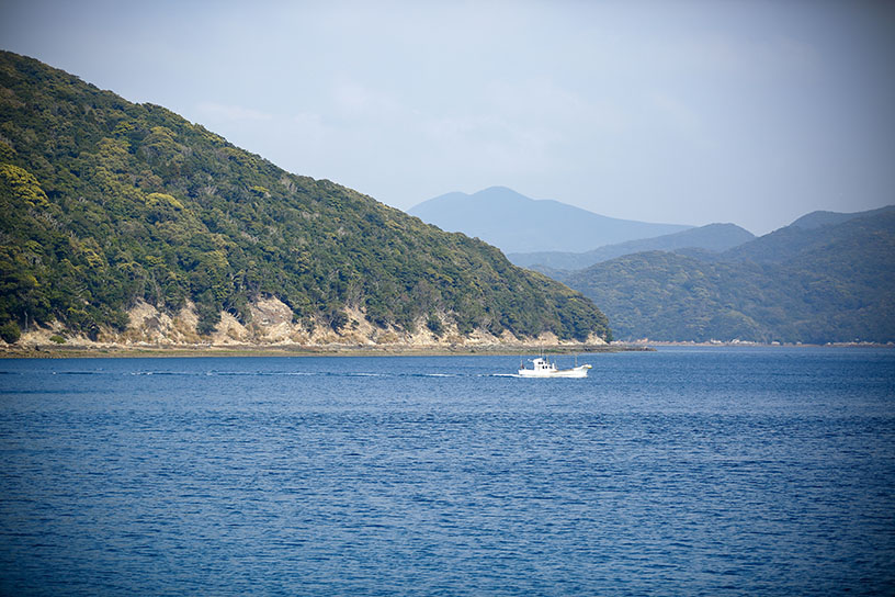 椿は海風を防ぐ防風林の役割も果たしているそうです