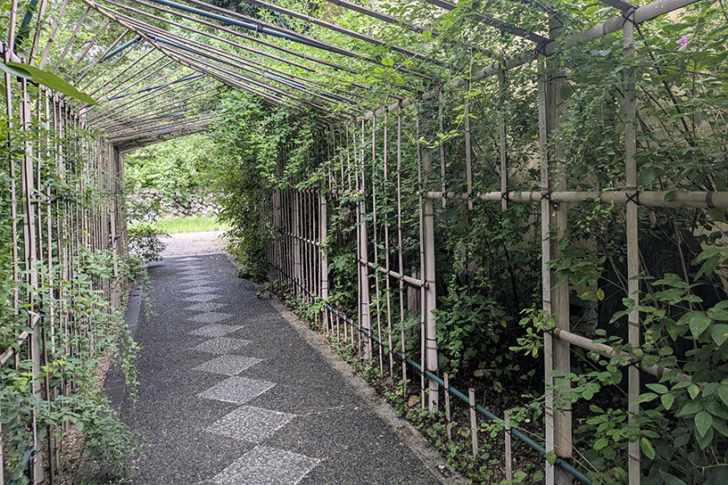 萩のアーチトンネル。萩の見頃が楽しみですね！