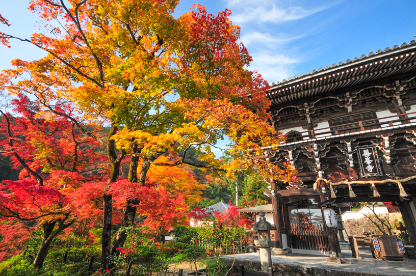 善峯寺（紅葉のイメージ）