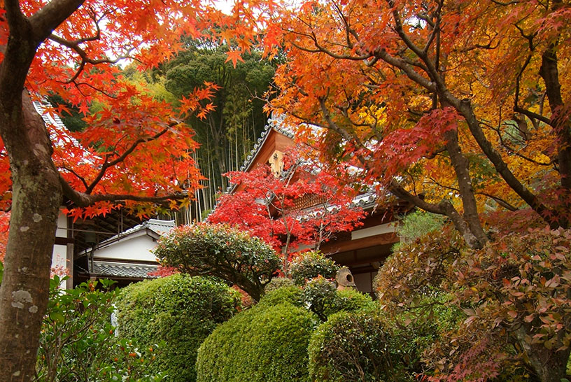 紅葉のイメージ