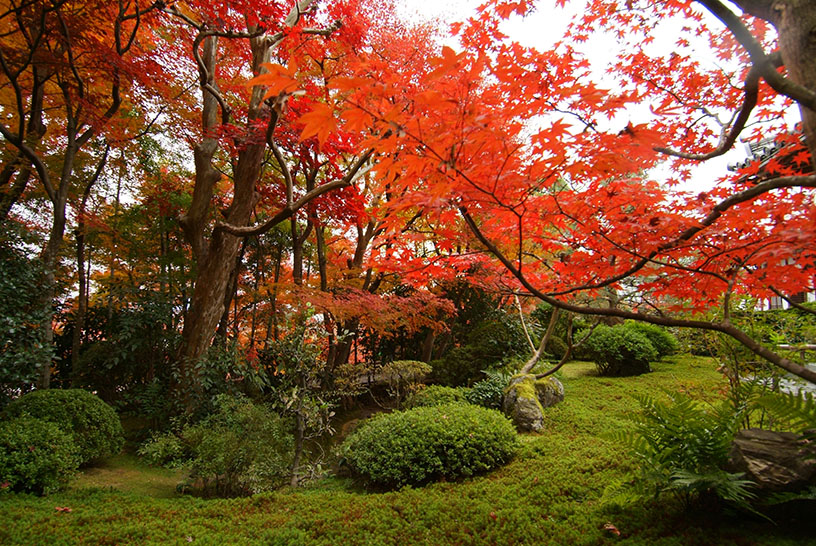 紅葉のイメージ