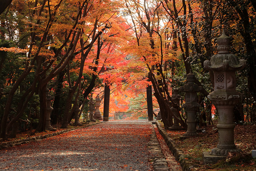 紅葉のイメージ