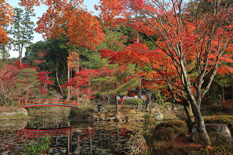 紅葉のイメージ