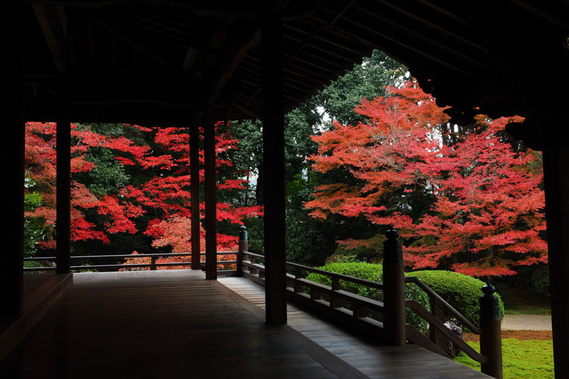 本堂からの眺め（紅葉のイメージ）