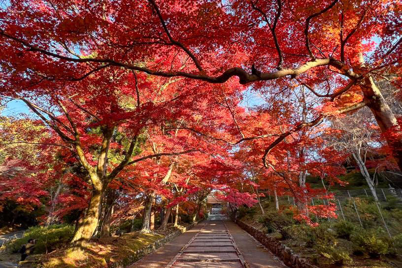 勅使門に続く坂道（紅葉のイメージ）