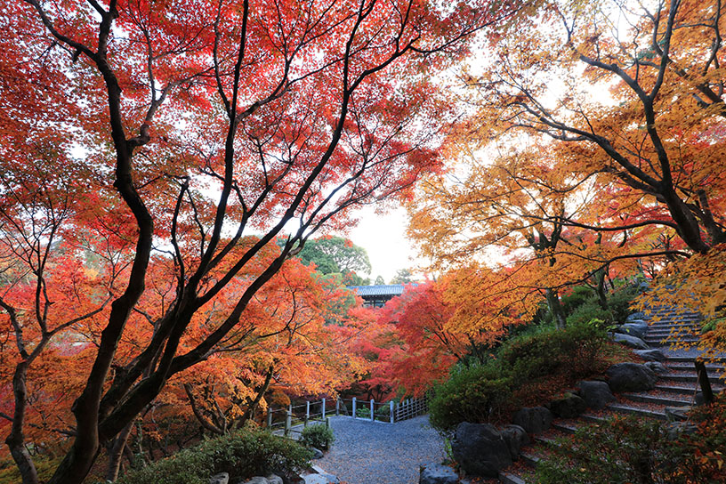 洗玉潤（見頃のイメージ）