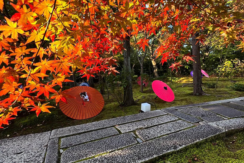 傘がお庭のアクセントに（見頃のイメージ）