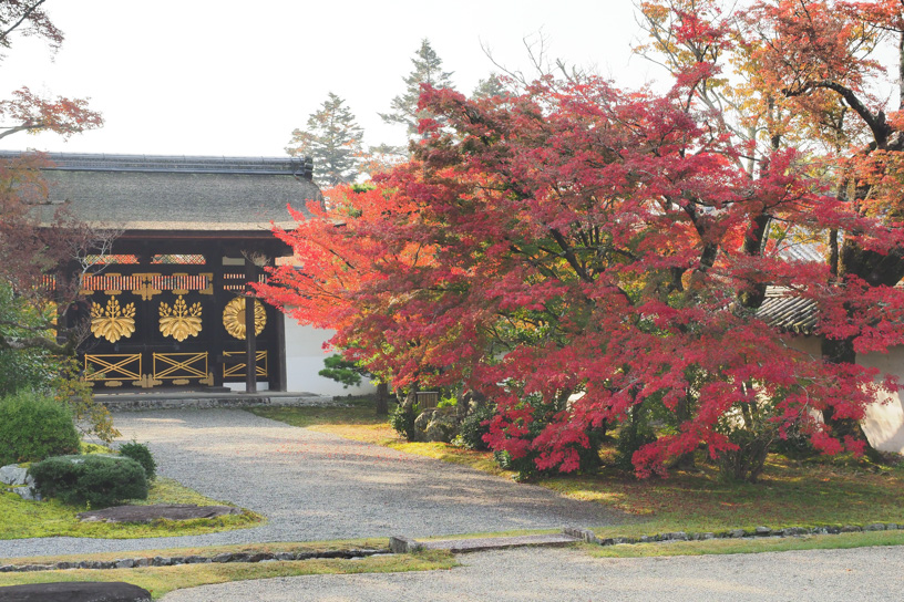 醍醐寺 唐門（撮影日：2025年11月14日）
