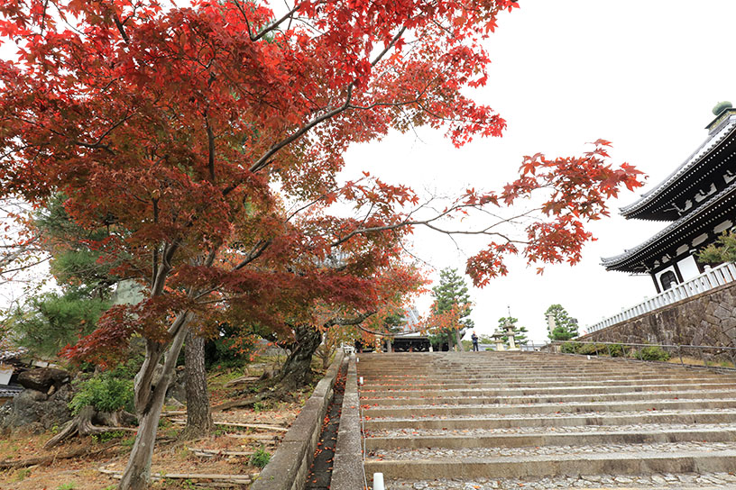 御影堂へ続く階段（撮影日：2025年11月13日）