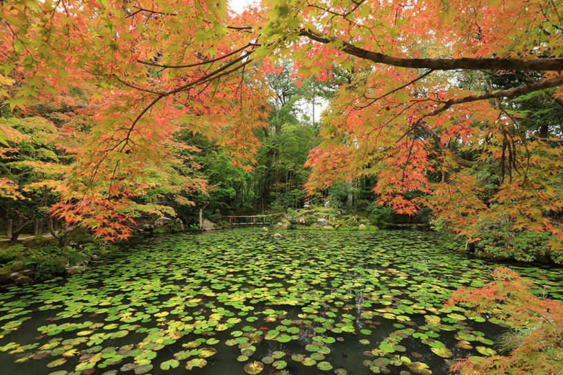 南禅寺 天授庵 方丈東庭（撮影日：2025年11月13日）