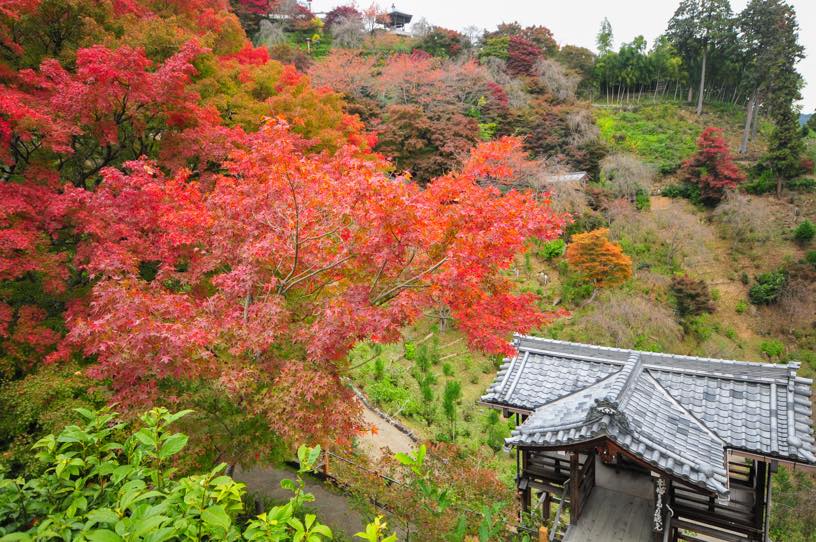 白山 桜あじさい苑を望む（撮影日：2025年11月13日）