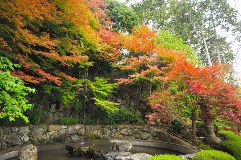 薬師堂裏の蓮華寿院旧跡庭（撮影日：2025年11月13日）