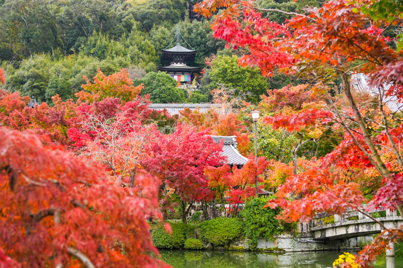 放生池から多宝塔を望む（11月下旬のイメージ）