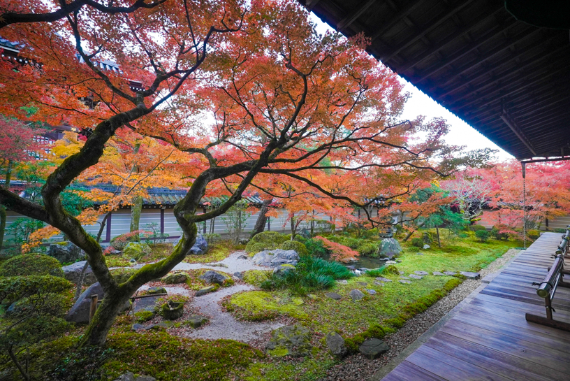 釈迦堂前の庭園（11下旬のイメージ）