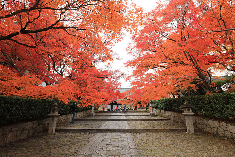 参道（11月下旬のイメージ）