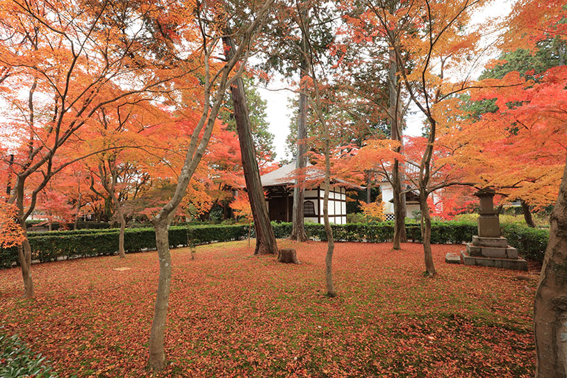 晩秋の“散り紅葉”（12月上旬のイメージ）