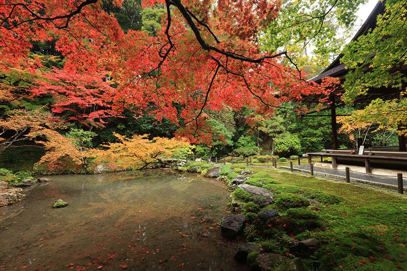 南禅院（11月下旬のイメージ）