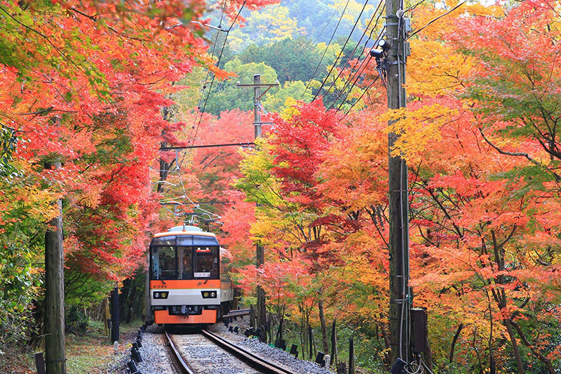 「もみじのトンネル」を走る展望列車「きらら」