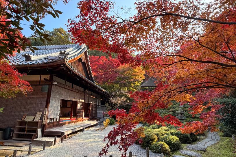 金福寺 庭園（撮影日：2025年11月21日）