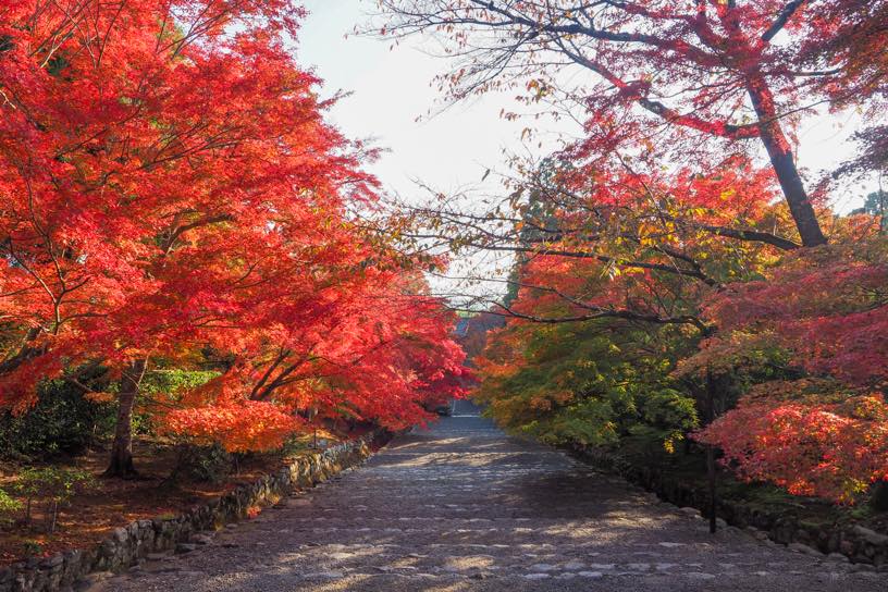 二尊院 参道（撮影日：2025年11月21日）