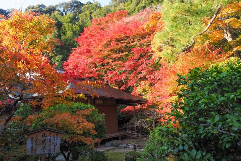 二尊院 本堂横の庭園（撮影日：2025年11月21日）