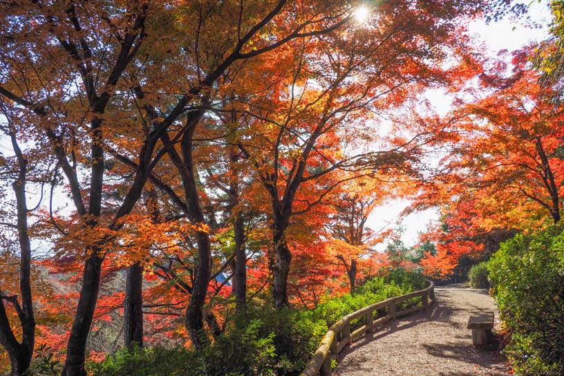 天龍寺 望京の丘（撮影日：2025年11月20日）