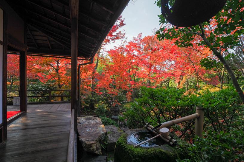 妙心寺 大法院 露地庭園（撮影日：2025年11月27日）