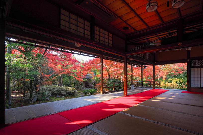 妙心寺 大法院 お庭を前に抹茶がいただけます（撮影日：2025年11月27日）