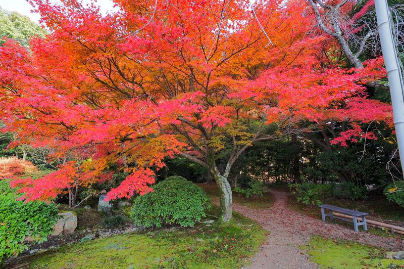 法金剛院（撮影日：2025年11月27日）