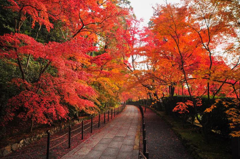 光明寺 もみじ参道（撮影日：2025年11月27日）