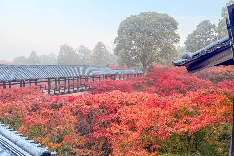 本坊から眺める通天橋（撮影日：2025年11月27日）