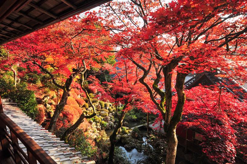 柳谷観音 楊谷寺 上書院からの眺め（撮影日：2025年11月27日）