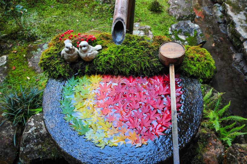 柳谷観音 楊谷寺 素敵なモミジの手水も必見です♪（撮影日：2025年11月27日）