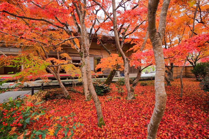 圓光寺（撮影日：2025年11月28日）※12/10（水）まで拝観は予約制です