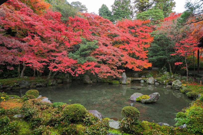 蓮華寺（撮影日：2025年11月28日）