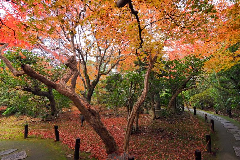霧島の庭（撮影日：2025年11月28日）