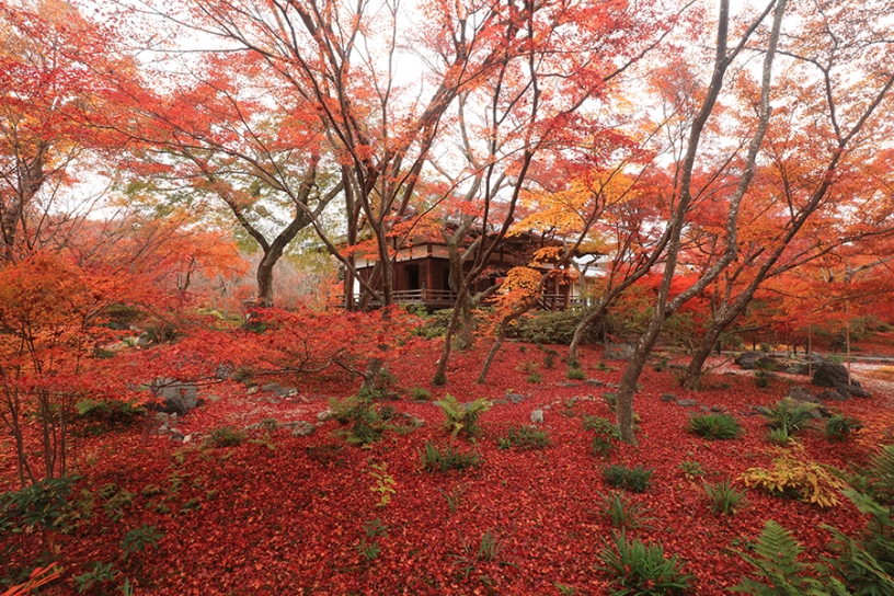 撮影日:2023年12月5日