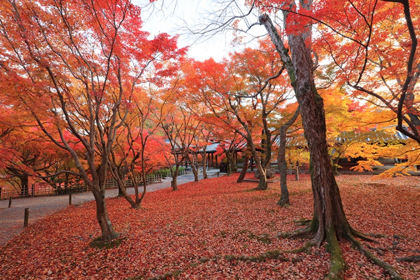 撮影日:2024年12月5日