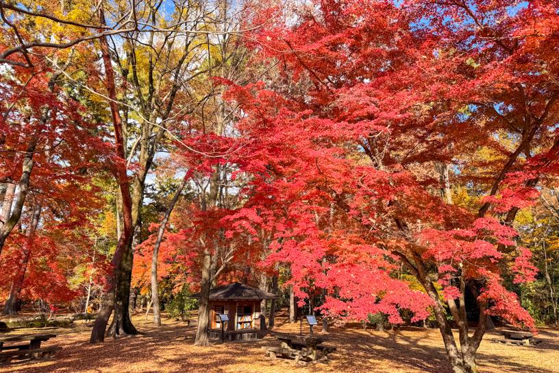 母と子の森（撮影日：2025年12月4日）