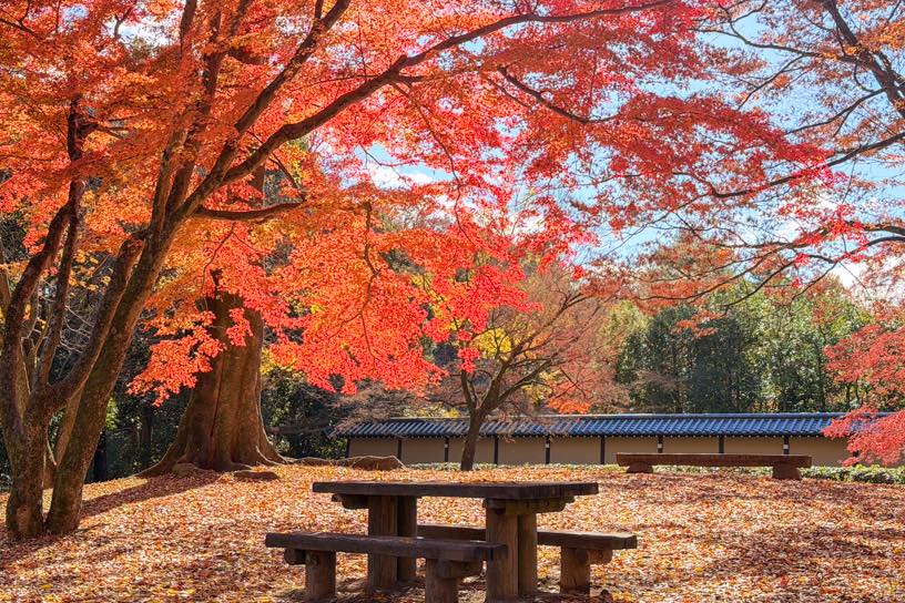 ベンチに腰掛けて紅葉狩り♪（撮影日：2025年12月4日）